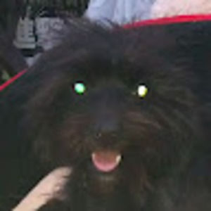 Meet your Posher, Amapola